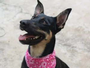 Cachorro raça SRD-ViraLata idade 2 anos nome Nichele