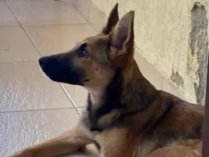 Cachorro raça SRD-ViraLata idade 1 ano nome Uzuy
