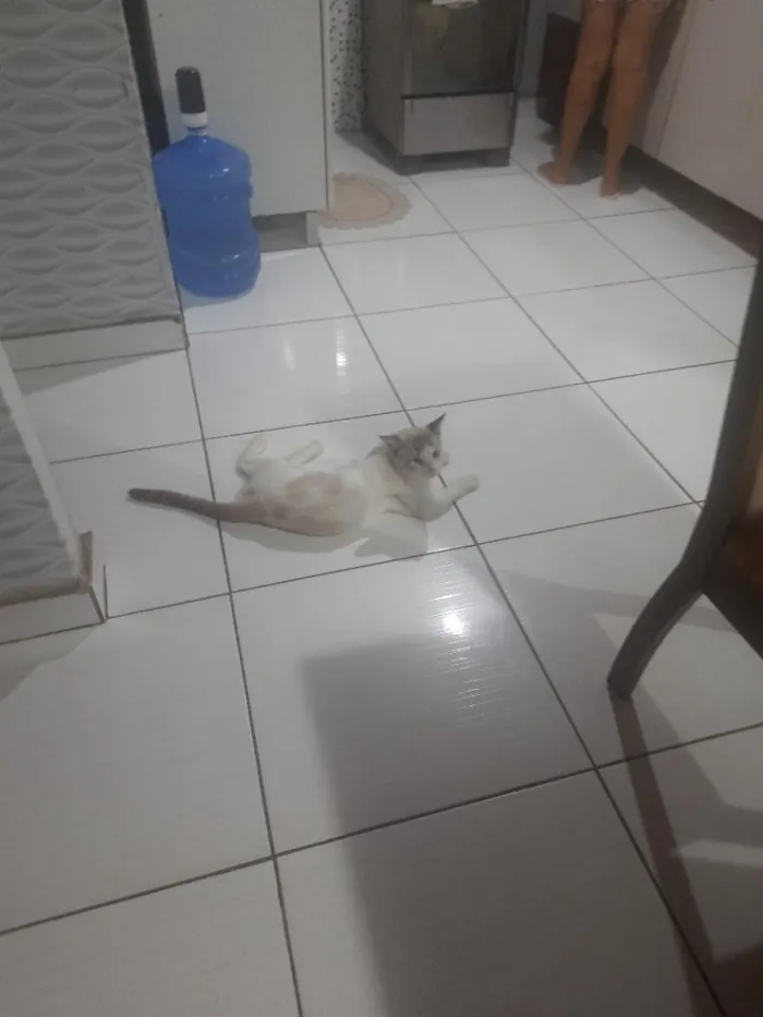 Gato raça SRD-ViraLata idade 1 ano nome Theodoro 