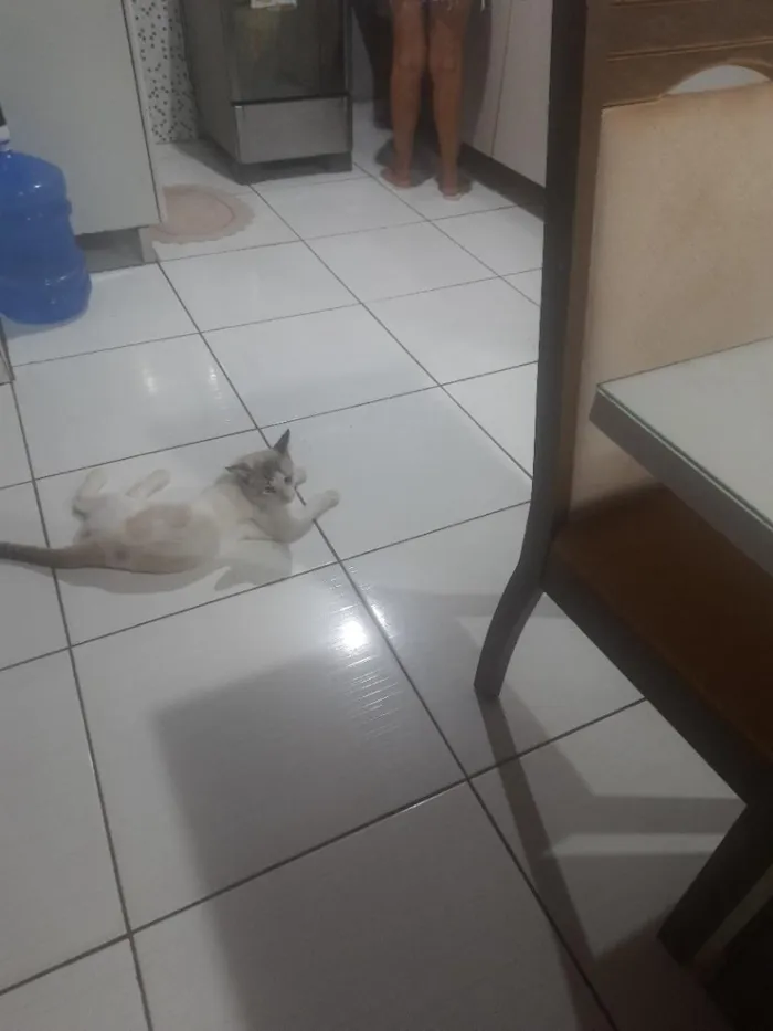 Gato raça SRD-ViraLata idade 1 ano nome Theodoro 