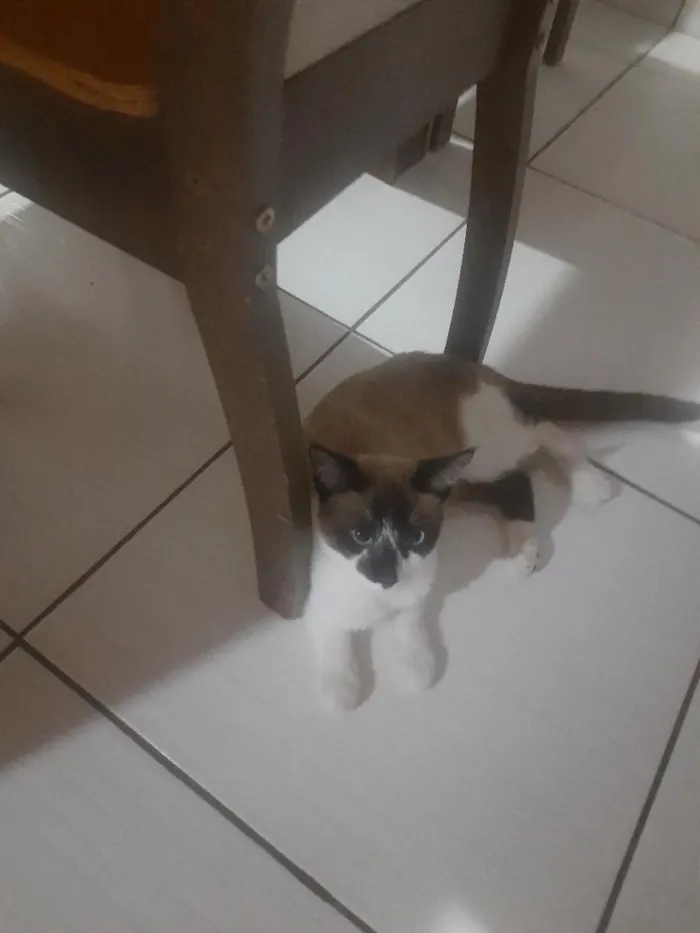 Gato raça SRD-ViraLata idade 2 a 6 meses nome Sle