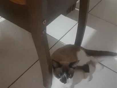 Gato raça SRD-ViraLata idade 2 a 6 meses nome Sle
