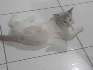 Gato raça SRD-ViraLata idade 1 ano nome Theodoro 