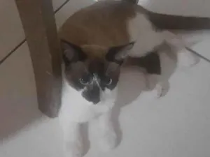 Gato raça SRD-ViraLata idade 2 a 6 meses nome Sle