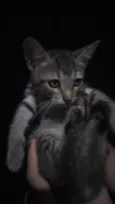 José