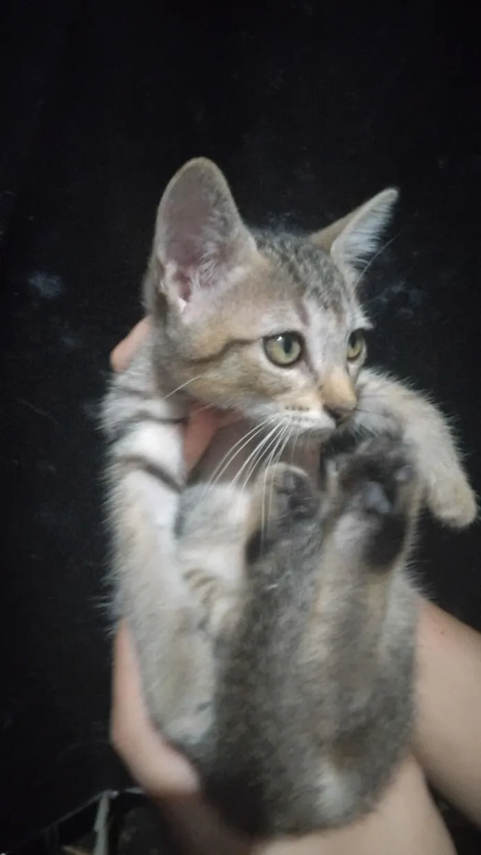 Gato raça SRD-ViraLata idade 2 a 6 meses nome José