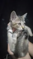 José