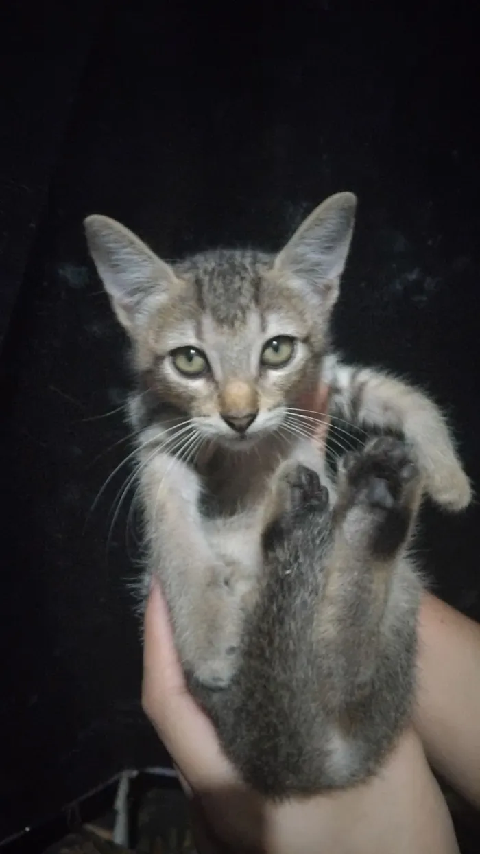 Gato raça SRD-ViraLata idade 2 a 6 meses nome José