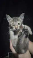 José