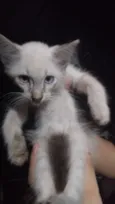 Carlos