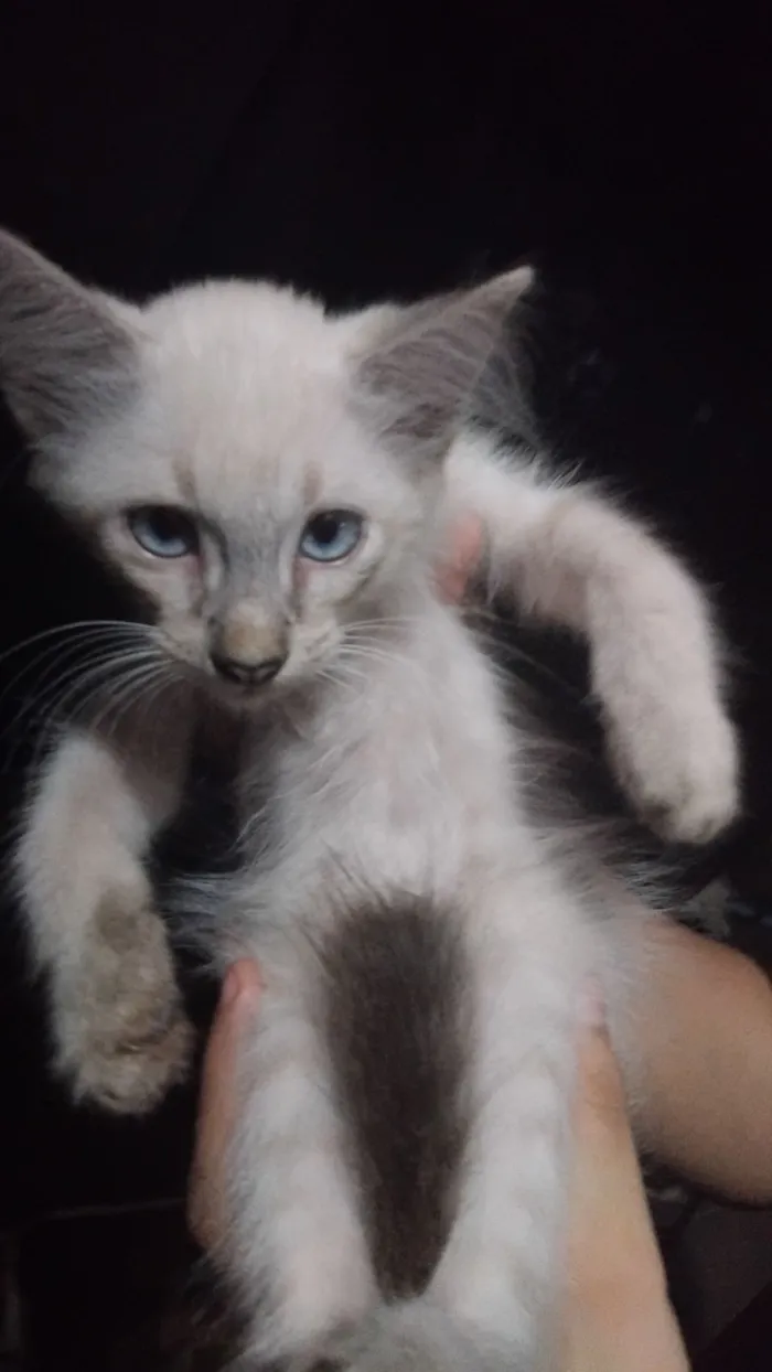 Gato raça SRD-ViraLata idade 2 a 6 meses nome Carlos