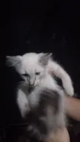 Carlos