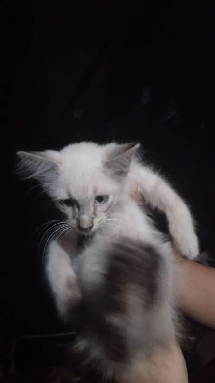 Gato raça SRD-ViraLata idade 2 a 6 meses nome Carlos