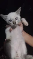 Gasparzinho