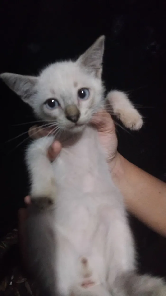 Gato raça SRD-ViraLata idade 2 a 6 meses nome Gasparzinho