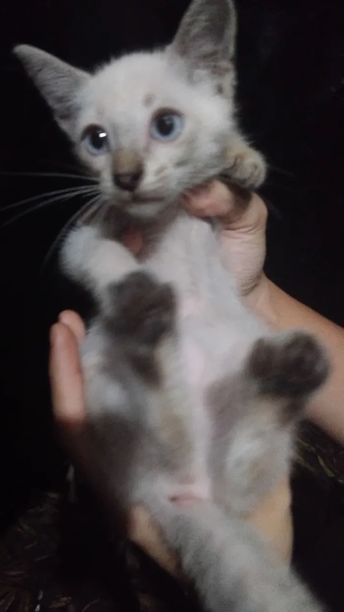Gato raça SRD-ViraLata idade 2 a 6 meses nome Gasparzinho