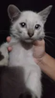 Gasparzinho
