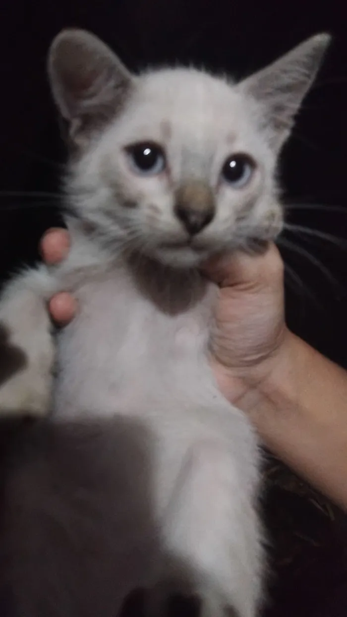 Gato raça SRD-ViraLata idade 2 a 6 meses nome Gasparzinho