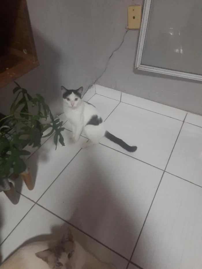 Gato raça SRD-ViraLata idade 2 a 6 meses nome Horacio