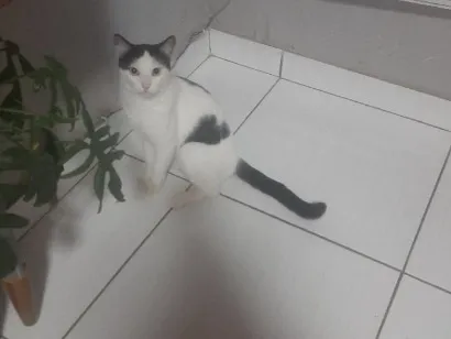 Gato raça SRD-ViraLata idade 2 a 6 meses nome Horacio