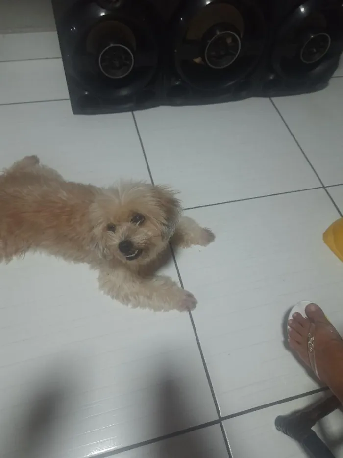 Cachorro raça SRD-ViraLata idade 2 a 6 meses nome Julia