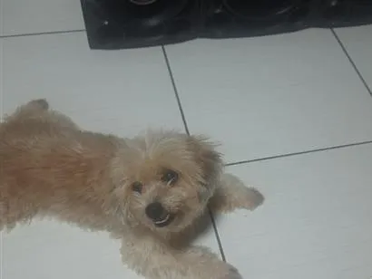 Cachorro raça SRD-ViraLata idade 2 a 6 meses nome Julia