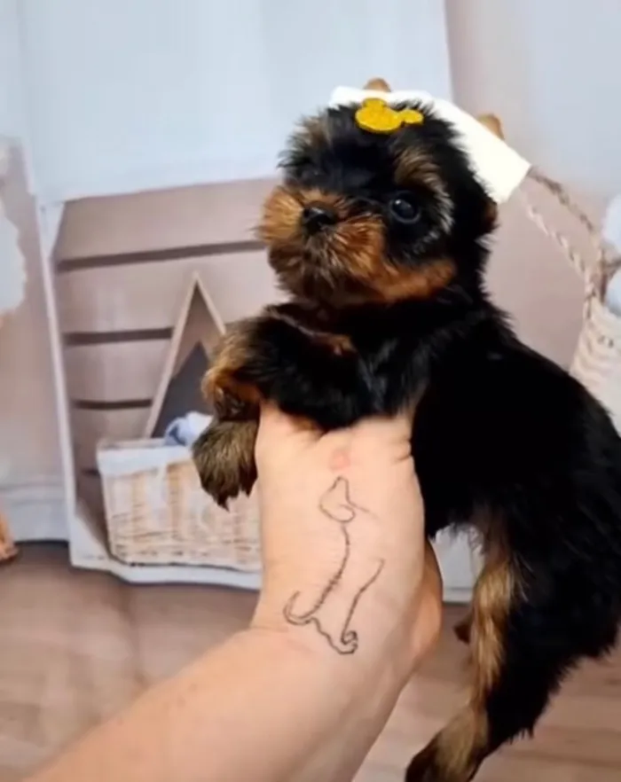 Cachorro raça SRD-ViraLata idade 1 ano nome Lola