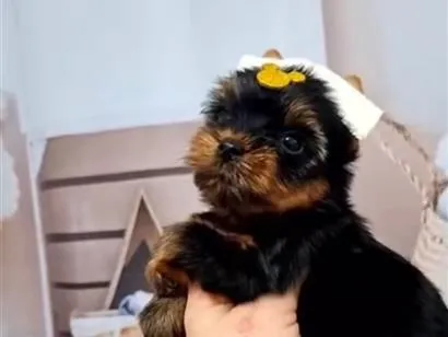 Cachorro raça SRD-ViraLata idade 1 ano nome Lola