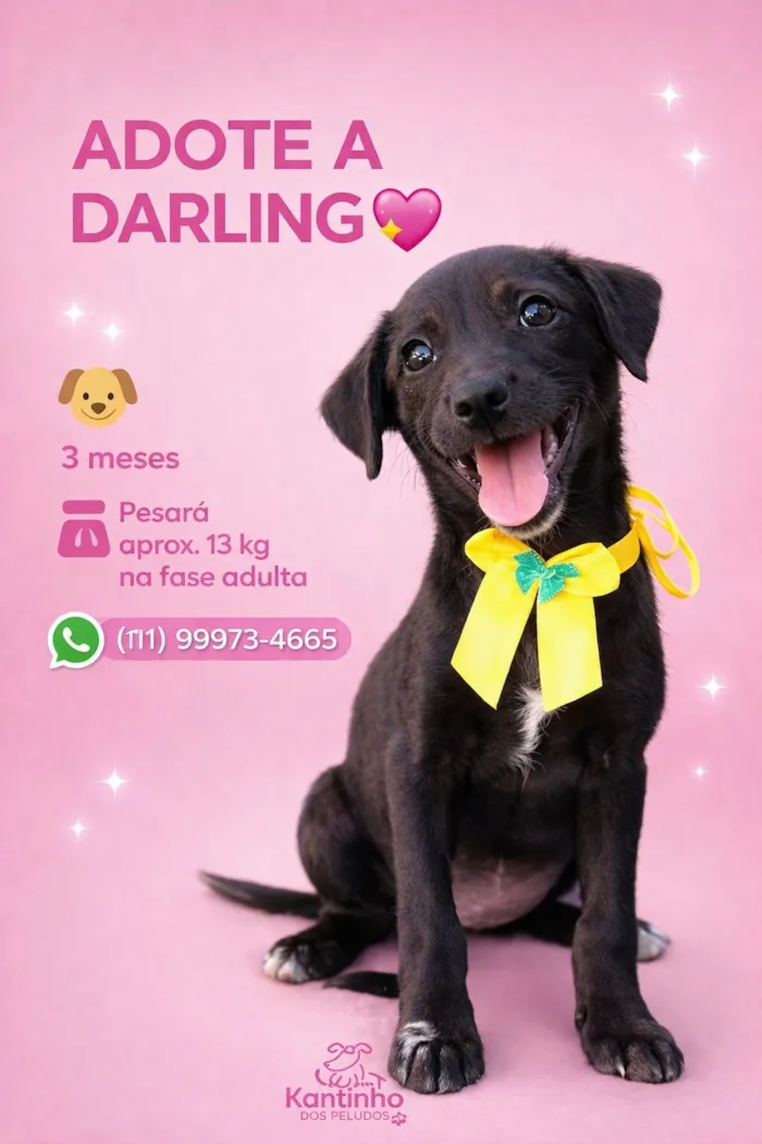 Cachorro raça SRD-ViraLata idade 2 a 6 meses nome Darling