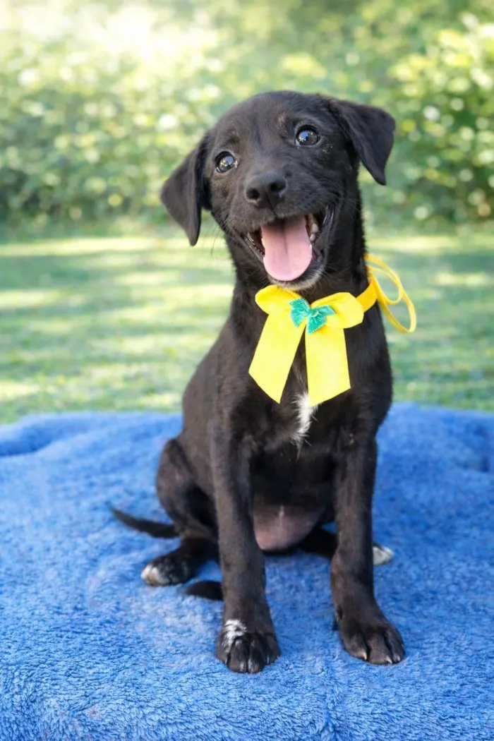 Cachorro raça SRD-ViraLata idade 2 a 6 meses nome Darling