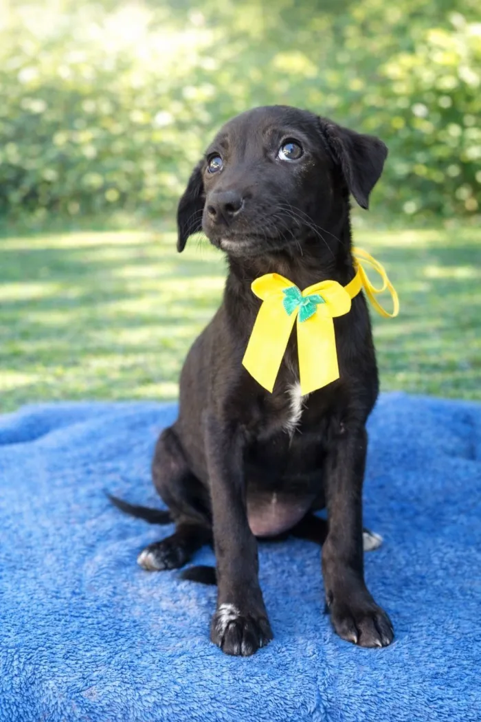 Cachorro raça SRD-ViraLata idade 2 a 6 meses nome Darling