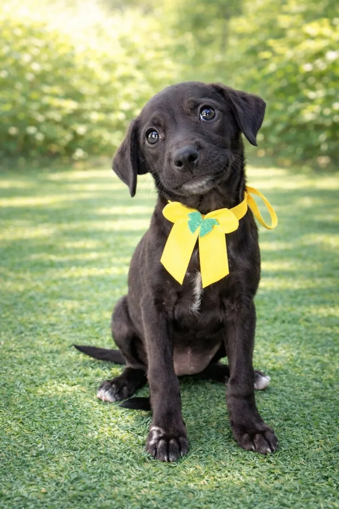 Cachorro raça SRD-ViraLata idade 2 a 6 meses nome Darling