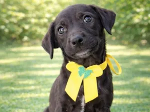 Cachorro raça SRD-ViraLata idade 2 a 6 meses nome Darling