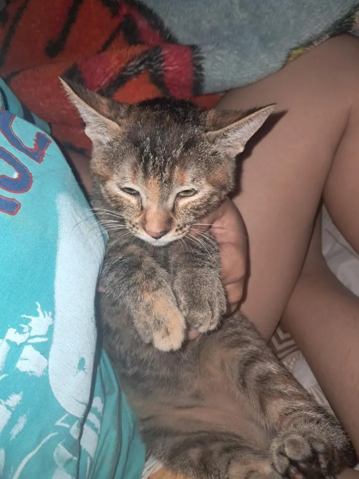Gato raça SRD-ViraLata idade 2 a 6 meses nome Lilica