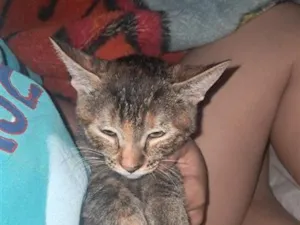 Gato raça SRD-ViraLata idade 2 a 6 meses nome Lilica