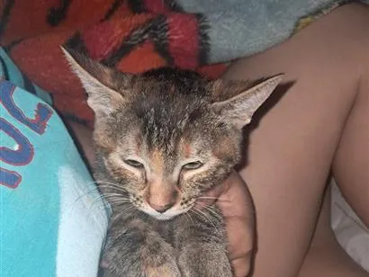Gato raça SRD-ViraLata idade 2 a 6 meses nome Lilica