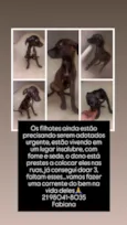bebês para adoção