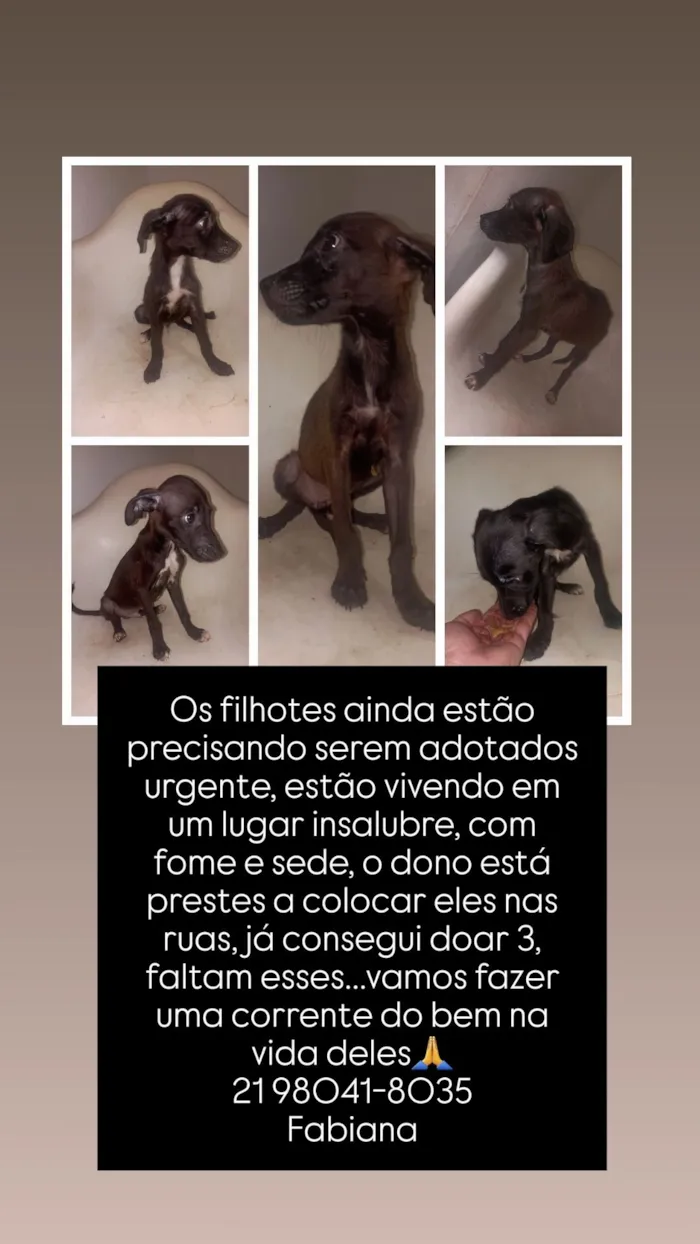 Cachorro raça SRD-ViraLata idade 2 a 6 meses nome bebês para adoção