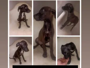 Cachorro raça SRD-ViraLata idade 2 a 6 meses nome bebês para adoção