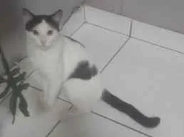 Gato raça SRD-ViraLata idade 2 a 6 meses nome Horacio