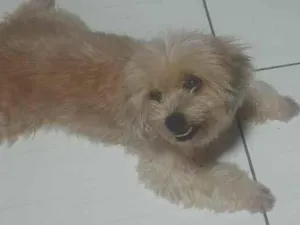 Cachorro raça SRD-ViraLata idade 2 a 6 meses nome Julia
