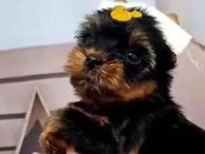 Cachorro raça SRD-ViraLata idade 1 ano nome Lola