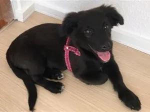 Cachorro raça Labrador idade 2 a 6 meses nome Lua