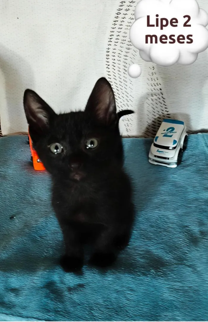 Gato raça SRD-ViraLata idade 2 a 6 meses nome Lipe