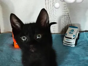 Gato raça SRD-ViraLata idade 2 a 6 meses nome Lipe