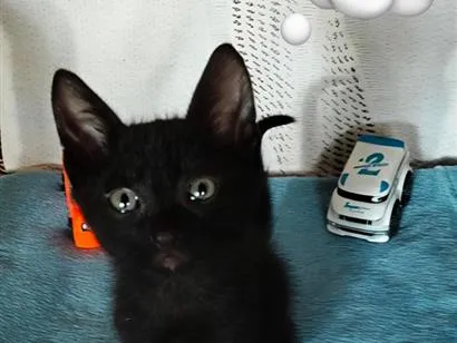 Gato raça SRD-ViraLata idade 2 a 6 meses nome Lipe