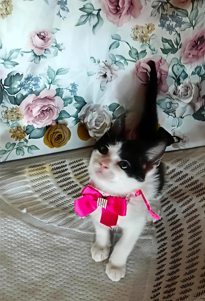 Gato raça SRD-ViraLata idade Abaixo de 2 meses nome Lise