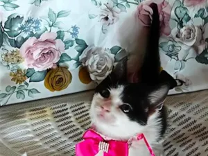 Gato raça SRD-ViraLata idade Abaixo de 2 meses nome Lise