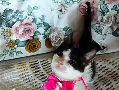 Gato raça SRD-ViraLata idade Abaixo de 2 meses nome Lise