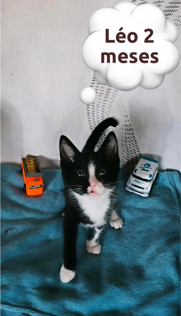 Gato raça SRD-ViraLata idade 2 a 6 meses nome Léo  2 meses 